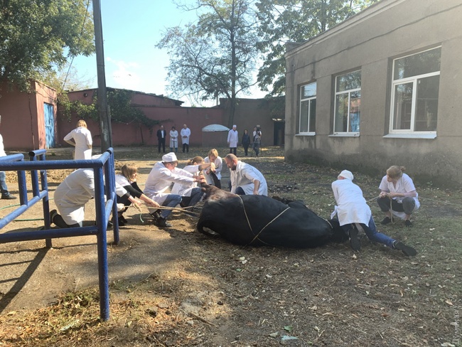 Снимки старые, а животных привозят на лечение: в Одесском аграрном университете  возмущены атакой зоозащитников
