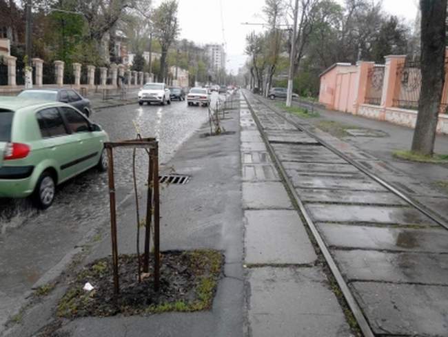 Вандалы сломали деревья, высаженные активистами на Французском бульваре