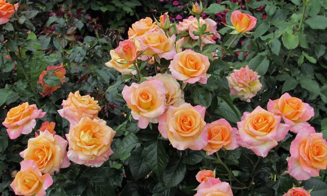 Одеське комунальне підприємство купить 86 тисяч саджанців троянд за 4 мільйони