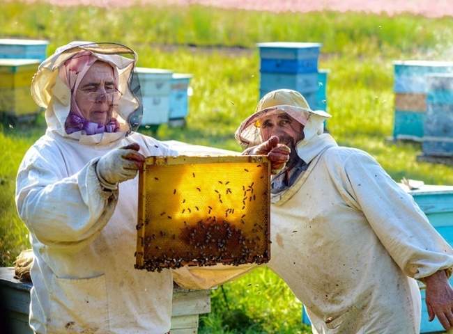 В Одесской области создадут органические пасеки и наладят сбор трюфеля