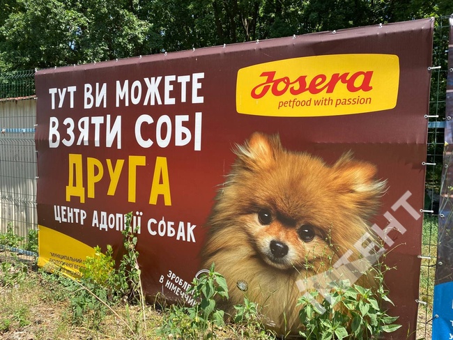 Гільза, Берта і Тоша: як під час війни працює єдиний в Одесі центр адопції собак