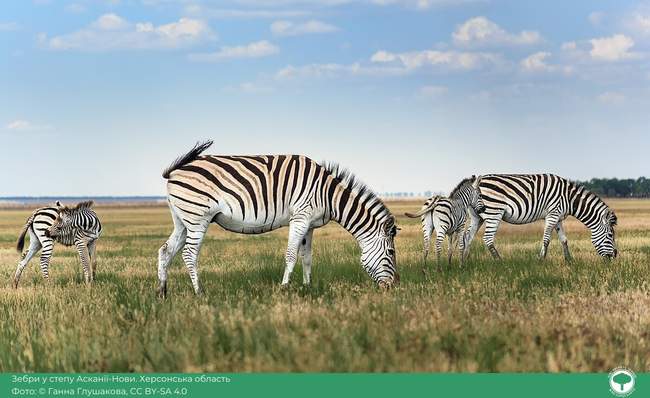 Photo: Anna Glushakova/"Vicki Loves the Earth"