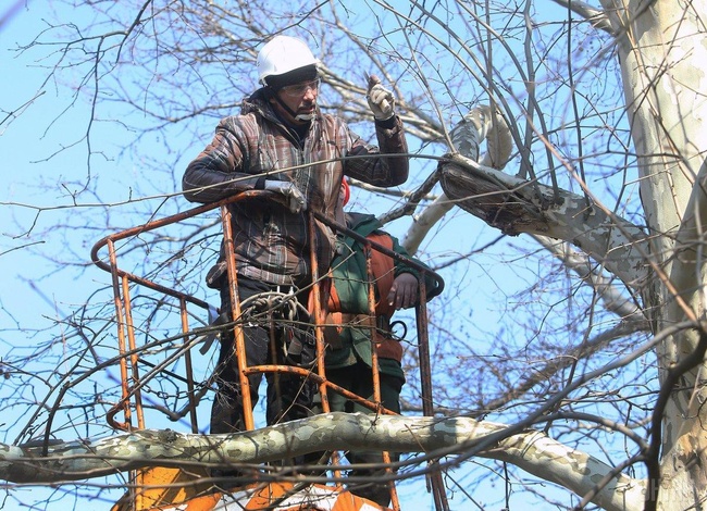 За обрізку дерев в Одесі планують заплатити 1,5 мільйони