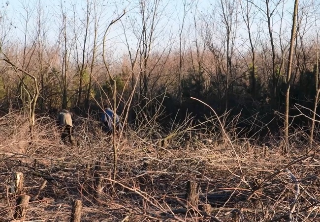 На Одещині зрубали 150 тисяч дерев, висаджених за кошти бюджету