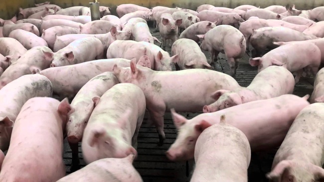 Жителям Васильевки из-за вспышки африканской чумы свиней возместят более 115 тысяч гривень