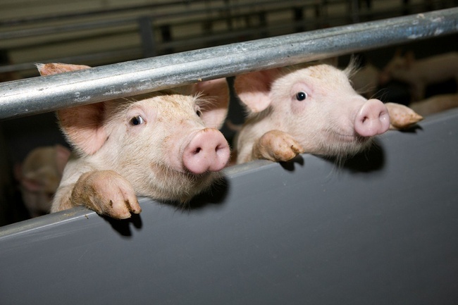 В трех селах на юге Одесской области обнаружили африканскую чуму свиней