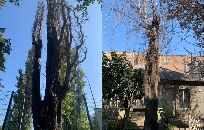 Департамент екології вважає, що з вулиць Одеси треба видалити 46 дерев