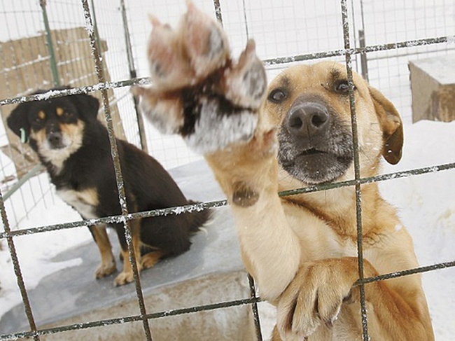 В прошлом году в Одессе отловили более двух тысяч бездомных животных и приготовились регистрировать домашних