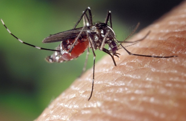 На Одещині виявлено два випадки захворювання на малярію, один із них - летальний