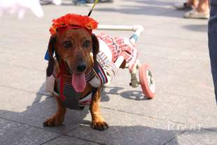 Independence Day celebration in Odesa in the photos of Intent