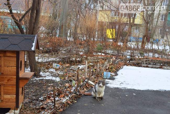 "Котодомик" появился в Черноморске Одесской области