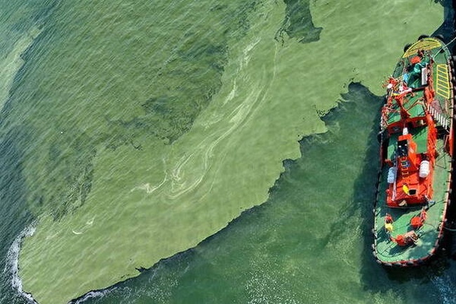 Сточные воды из коллекторов города и жара стали причиной «озеленения» моря в Одессе, - АМПУ