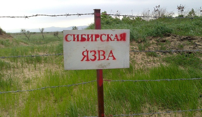 В Одеській області підтверджено випадок сибірської виразки