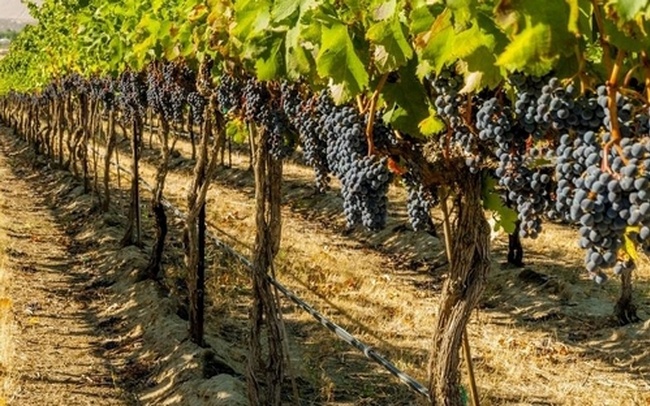 Одесская область первой в Украине составила полный кадастр виноградников