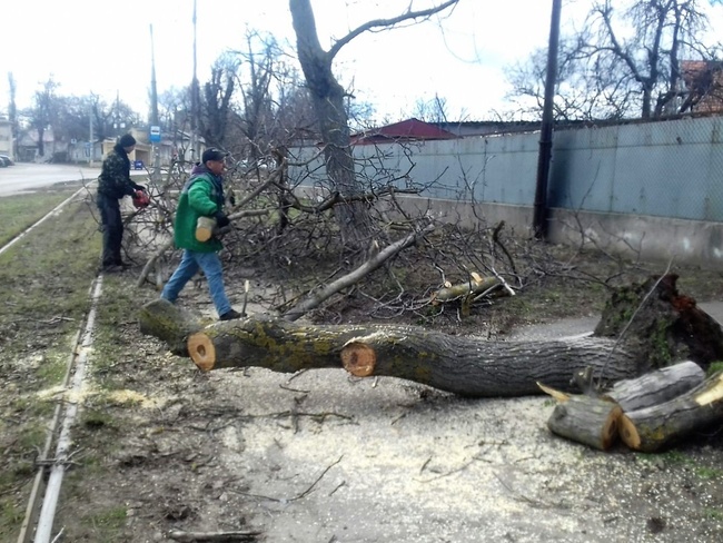 С начала года в Одессе высадили 118 молодых деревьев