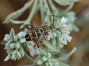 Insect discovered in Crimea is found in Turkey