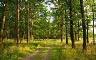 More than 42 hectares of forest land returned to forestry enterprises in Kherson region