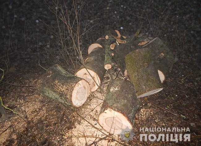 Незаконною вирубкою дерев зловмисники завдали Укрзалізниці 70 тисяч гривень шкоди