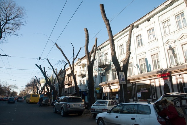 В центрі Одеси за 3 мільйони обріжуть понад 300 дерев
