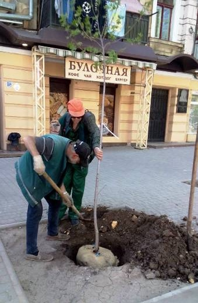 В центре Одессы высадили сотню деревьев