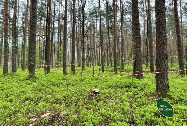 ФОТО: ДП "Ліси України"