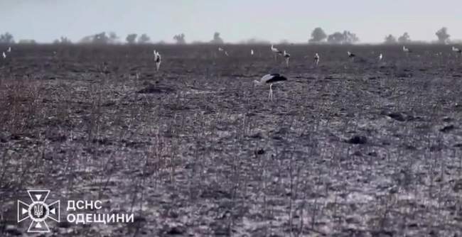 Фото: скриншот з відео