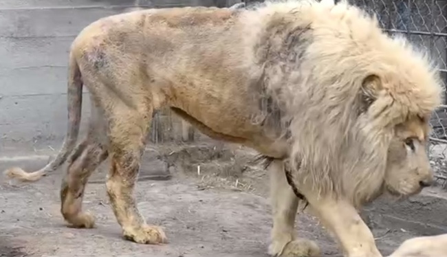 До Одеського зоопарку привезли білих левів з Харківського екопарку, розбомбленого ворогом