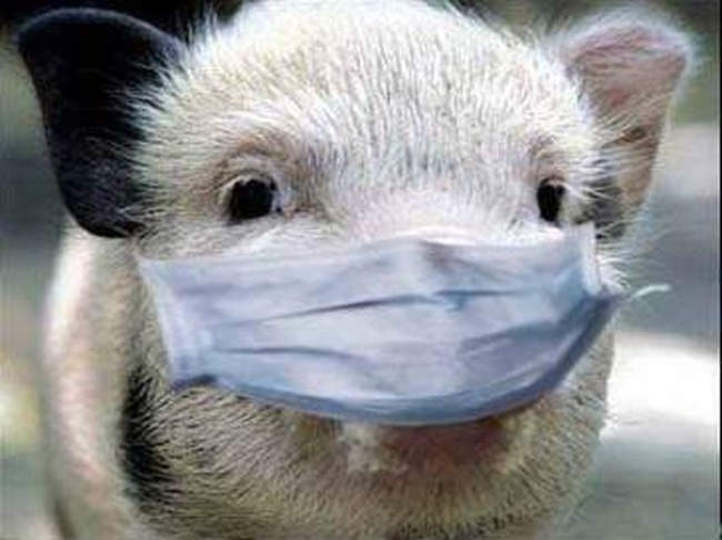 В Одесской и Кировоградской области зафиксировали вспышку африканской чумы свиней