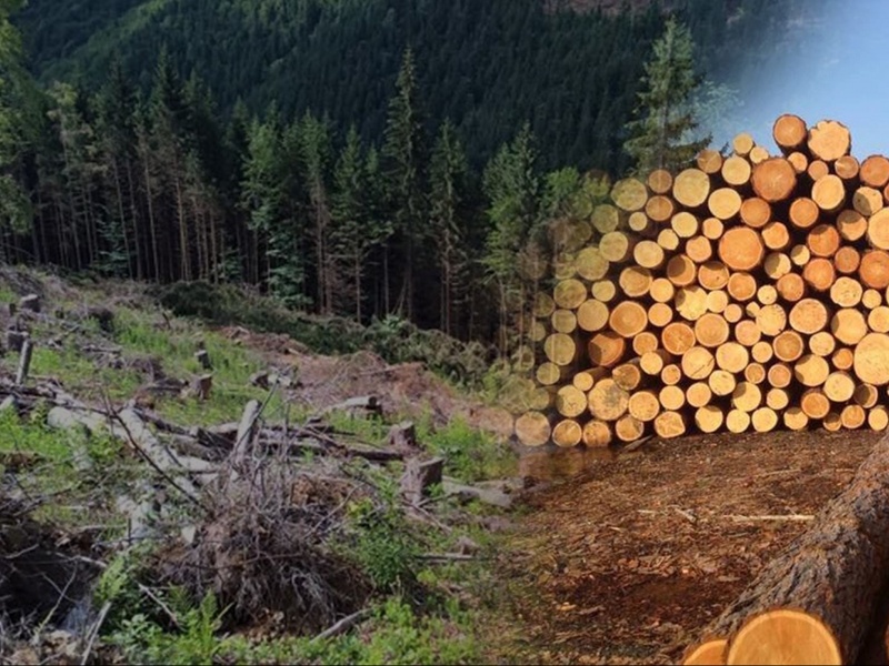 Одеського лісничого судитимуть за «непомічання» незаконної вирубки лісу