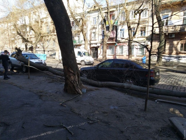 Ветер ломает деревья и срывает шифер в Одесской области