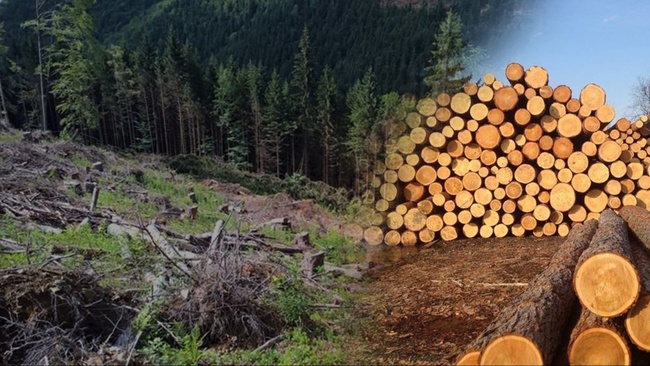Одеського лісничого судитимуть за «непомічання» незаконної вирубки лісу