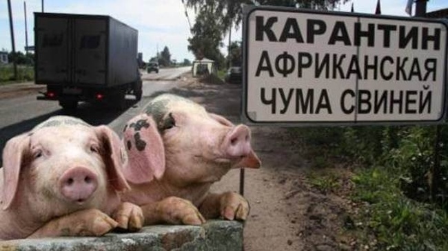 Измаильская райадминистрация усилила меры безопасности из-за чумы свиней в Румынии