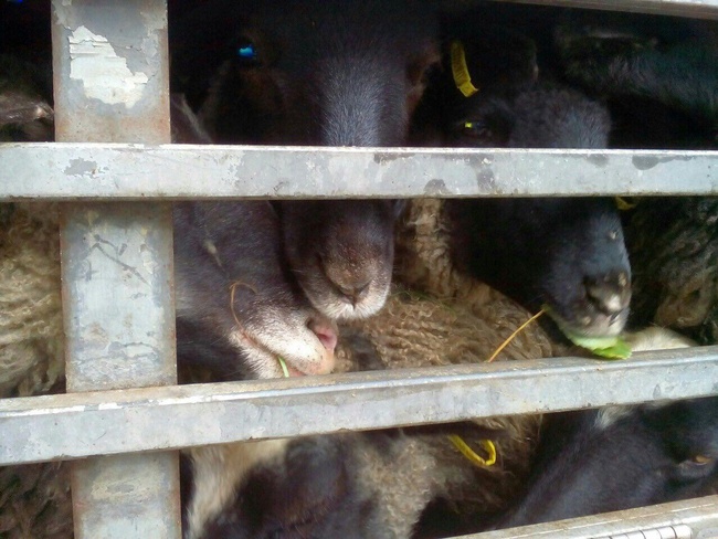 Госпродпотребслужба требует утилизировать овец, застрявших в Черноморском порту (обновлено)