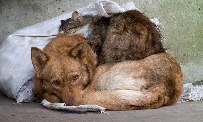 За 14 років кількість безпритульних собак в Одесі скоротилася в 17 разів
