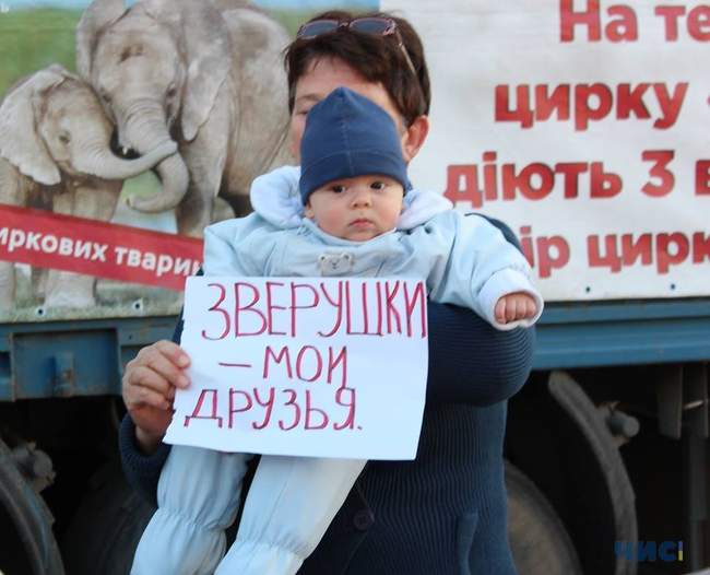 Слоны, тигры и крокодилы из "Цирка Кобзов" в Черноморске содержатся в ненадлежащих условиях, - экоинспекция