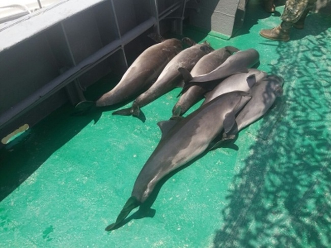 Пограничники нашли в браконьерских сетях семь мертвых дельфинов, занесенных в Красную книгу