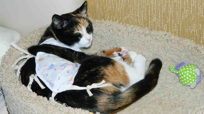 В Одессе выбрали клиники для стерилизации бездомных котов за бюджетные деньги