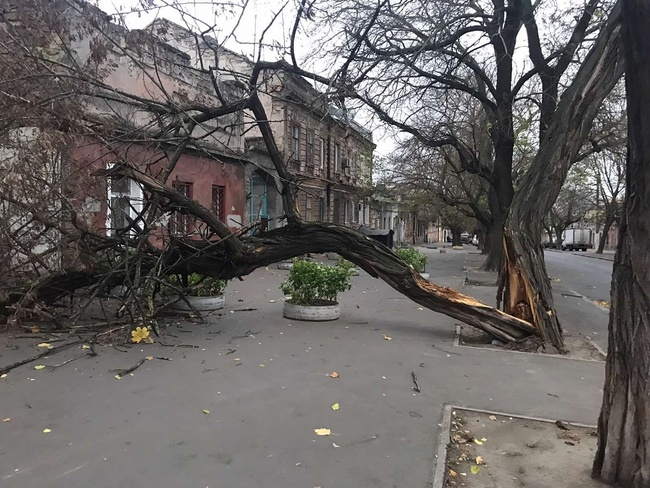 Штормовой ветер повалил в  Одессе 18 деревьев за сутки