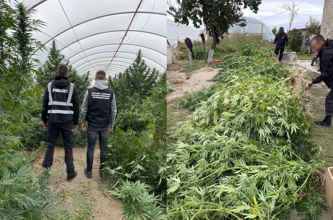 Жителя Одещини викрили у вирощуванні "саду" нарковмісних рослин
