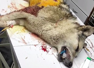 На Одещині жорстко вбили безпритульну собаку на очах у школярів