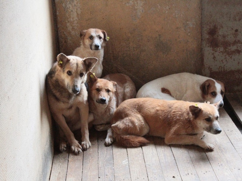 В Арцизі запланували стерилізувати 75 безпритульних собак за 300 тисяч