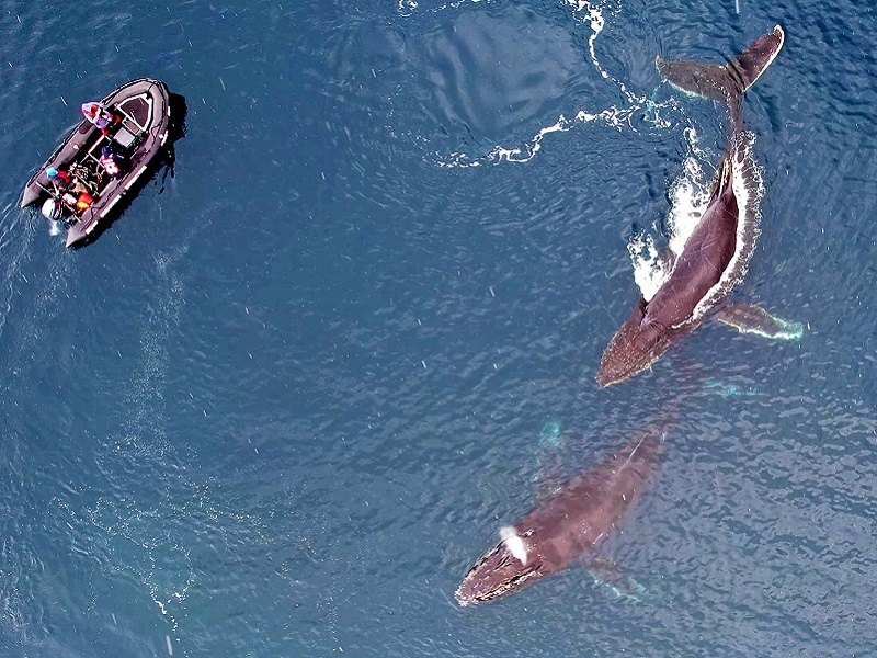 Біологиня з Одеси почала вивчати в Антарктиці китів за допомогою дронів