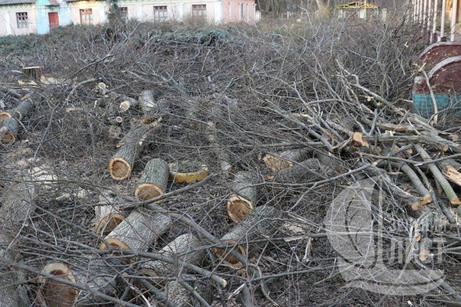 В Одесской мэрии выяснили, кто спилил деревья в «Антарктике»