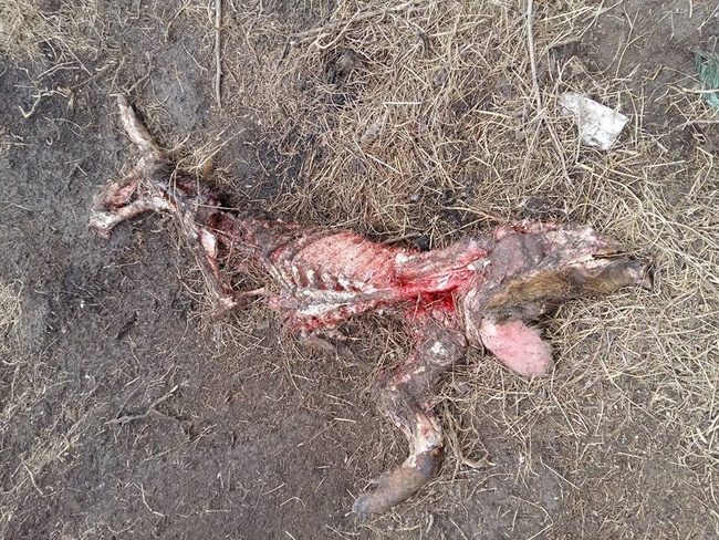На территории  нацпарка «Тузловские лиманы» в Одесской области обнаружили скотомогильник