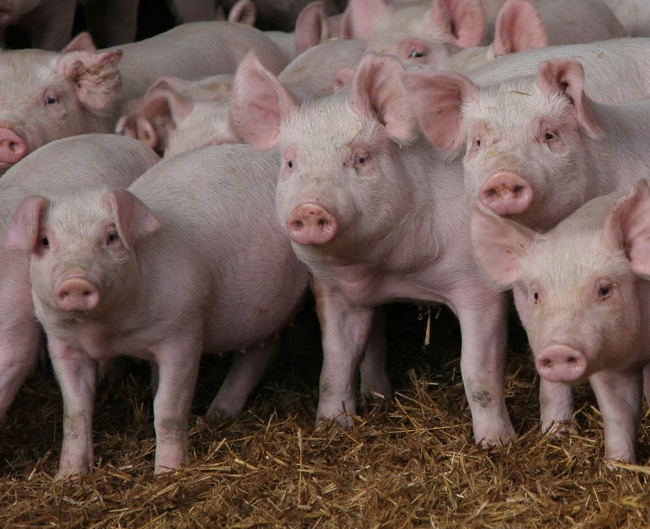 В Беляевском районе отменили карантин, введенный из-за африканской чумы свиней