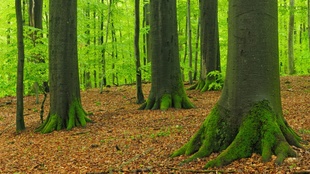 Віддали ліси на понад 80 мільйонів гривень: на Миколаївщині передали заповідний фонд у комунальну власність