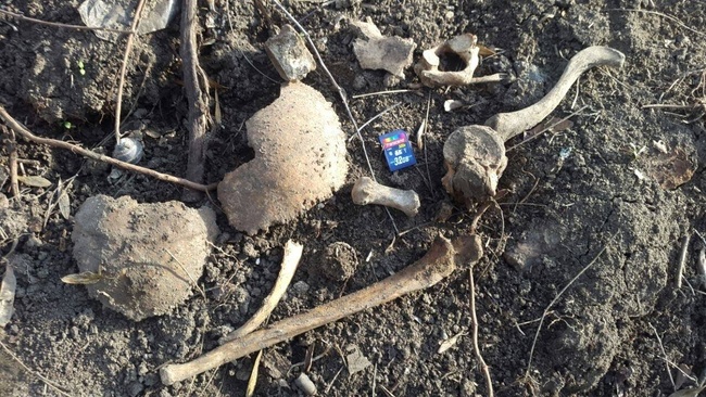 В одеській мерії вважають, що активісти самі підкинули кістки у Преображенський парк