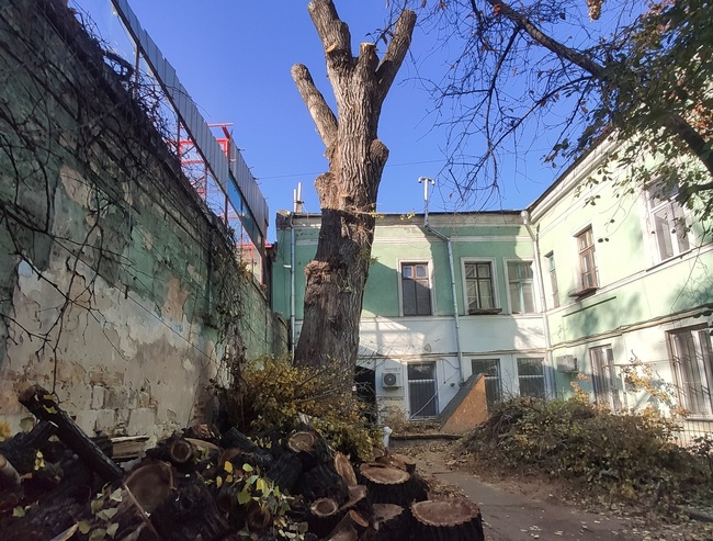 В Одесі просять поліцію покарати житлове управління за несанкціоновану обрізку 163-річного дерева
