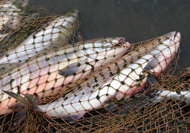 На Одещині затримали браконьєрів з понад 200 кілограмами риби