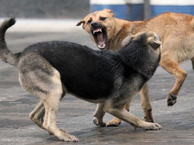 Горсовет должен заплатить: Верховный суд встал на сторону покусанной собаками кодымчанки